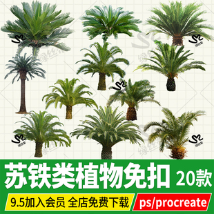 png铁树苏铁海藻海枣psd免扣效果图ps素材procreate立面图贴图