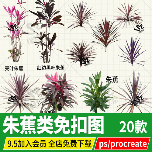 朱蕉澳洲红巨人亮叶psd免扣png格式procreate效果图 ps素材贴图