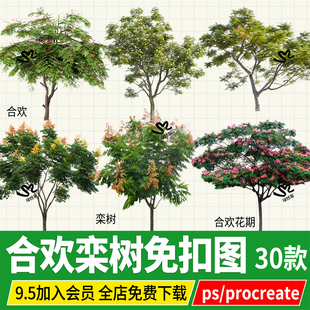 合欢栾树黄山栾procreate平板psd免扣效果图立面图素材png格式