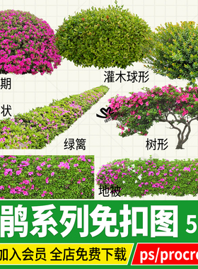 杜鹃花映山红灌木png地被盆栽勒杜鹃psd免扣图ps绿化带procreate