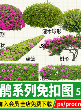 杜鹃花映山红灌木png地被盆栽勒杜鹃psd免扣图ps绿化带procreate