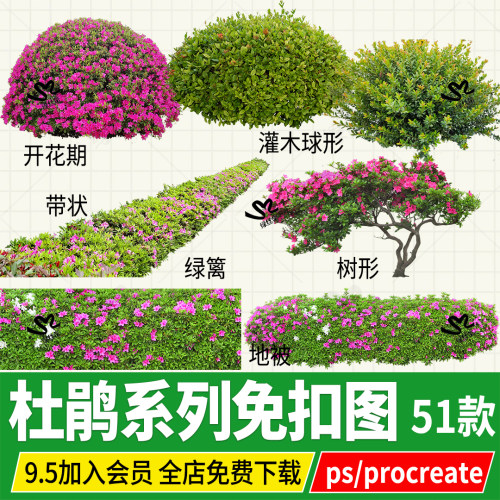 杜鹃花映山红灌木png地被盆栽勒杜鹃psd免扣图ps绿化带procreate