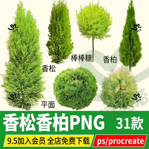 香松香柏庭院花园植物procreate造型柏树png素材psd文件ps效果图