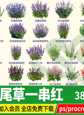 鼠尾草一串红一串蓝花粉黛花镜效果图ps素材png免扣图procreate