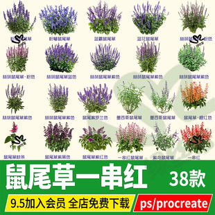 鼠尾草一串红一串蓝花粉黛花镜效果图ps素材png免扣图procreate