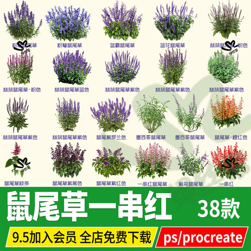鼠尾草一串红一串蓝花粉黛花镜效果图ps素材png免扣图procreate