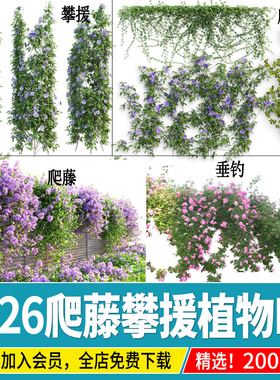 藤蔓爬藤植物爬墙攀援垂钓围墙藤本月季紫藤效果图免抠PS素材PSD