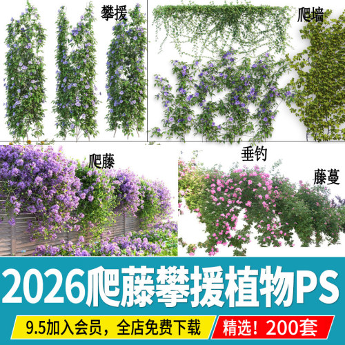 藤蔓爬藤植物爬墙攀援垂钓围墙藤本月季紫藤效果图免抠PS素材PSD