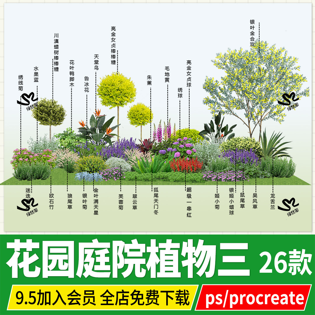 PNG银叶金合欢银姬川滇小蜡绣线菊鸭脚木亮金女贞球棒棒糖PSD ps图片