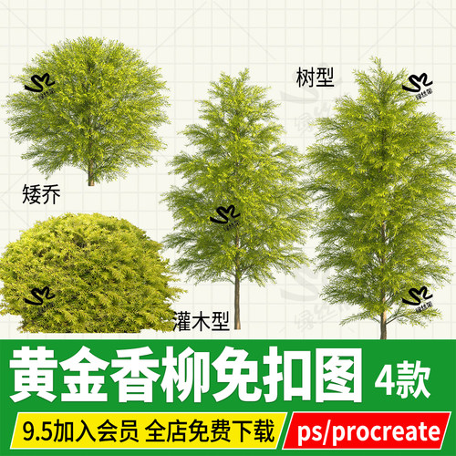 PNG黄金香柳灌木庭院花园植物PSD免扣图无背景ps素材procreate