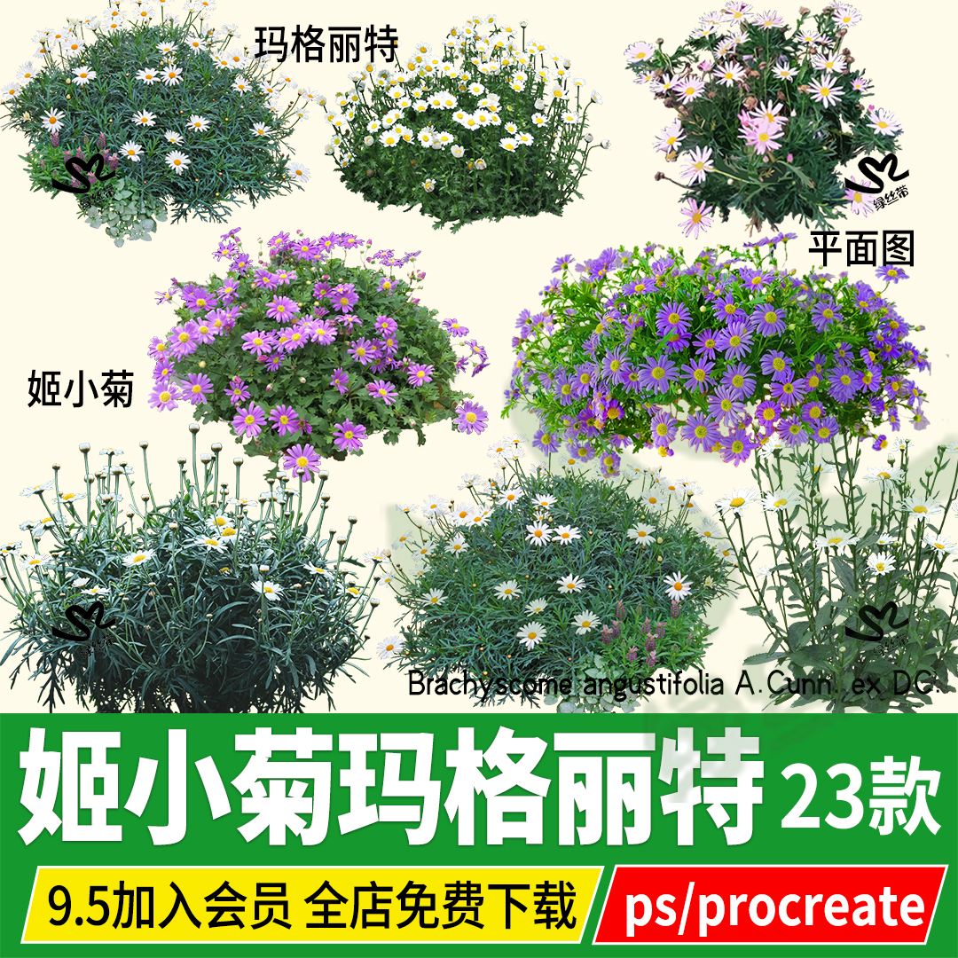 玛格丽特姬小菊procreate木春菊茼蒿菊花菊类psd无背景ps素材png