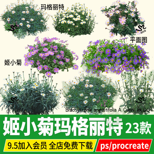 玛格丽特姬小菊procreate木春菊茼蒿菊花菊类psd无背景ps素材png