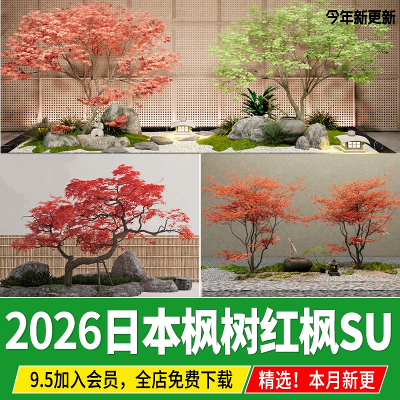 日本枫树红枫鸡爪槭羽毛枫日式中式观赏庭院植物造型树su模型素材图片