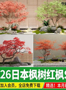 日本枫树红枫鸡爪槭羽毛枫日式中式观赏庭院植物造型树su模型素材