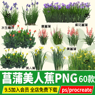 png唐菖蒲黄菖蒲石菖蒲鸢尾美人蕉水生植物psd PS素材procreate