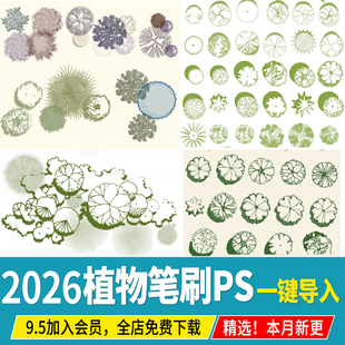 平面植物PS笔刷乔木灌木树木小清新灰色手绘风总平面彩平植物笔刷