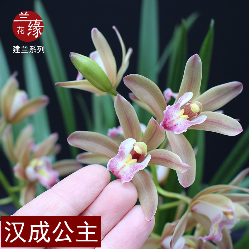 兰花苗【汉成公主】建兰盆栽四季兰室内花卉盆栽好养易活浓香型