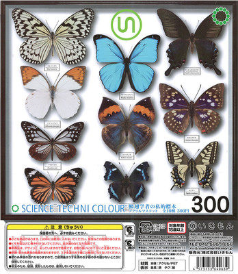 现货 ikimon奇谭 仿真动物昆虫 鳞翅学者亚克力蝴蝶挂件扭蛋 特价