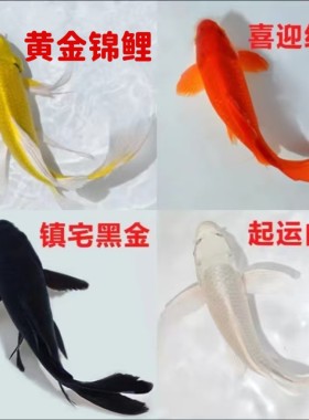 黑金锦鲤鱼活体包活到家（龙凤）白金黄金锦鲤冷水观赏鱼鹦鹉红草