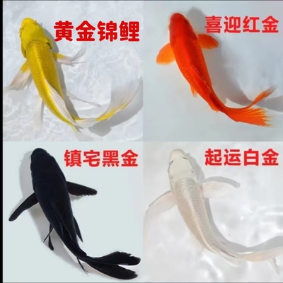 黑金锦鲤鱼活体包活到家（龙凤）白金黄金锦鲤冷水观赏鱼鹦鹉红草