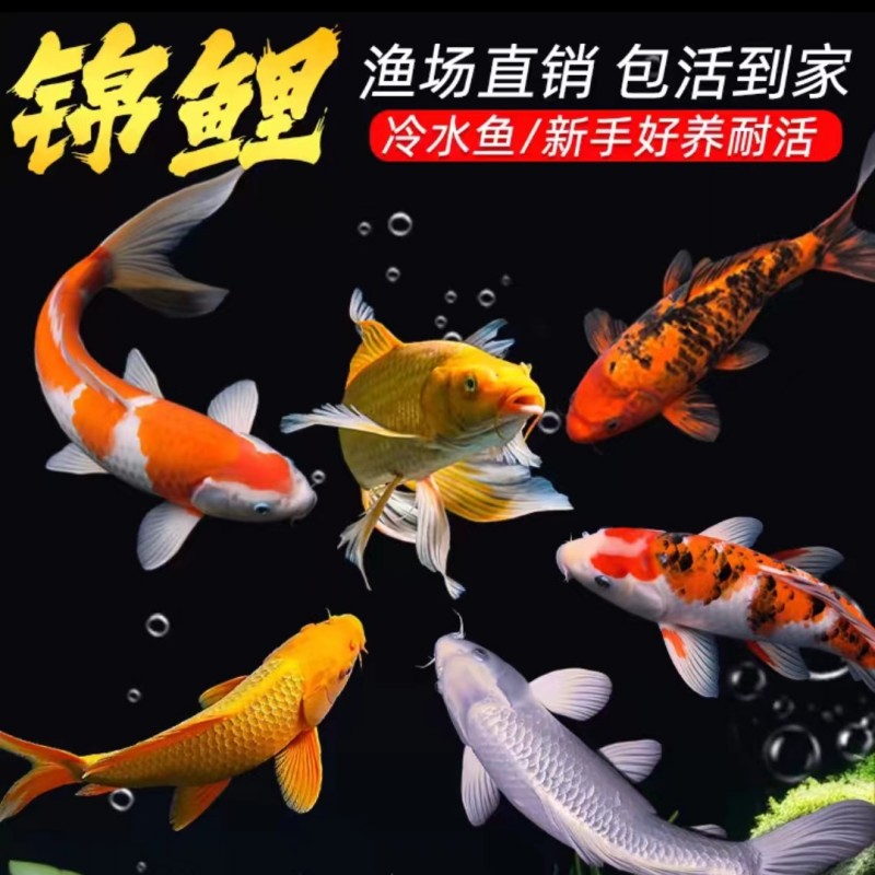 观赏鱼锦鲤鱼活鱼冷水淡水鱼苗观赏鱼金鱼小型好养耐活红鲤鱼锦鲤