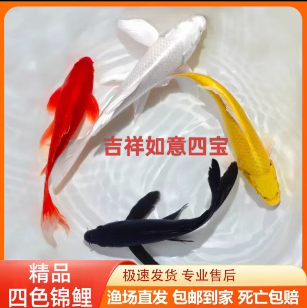 黑金锦鲤鱼活体包活到家(龙凤)白金黄金锦鲤冷水观赏鱼鹦鹉草金