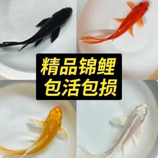 活体锦鲤冷水观赏鱼淡水好养耐活纯种锦鲤鱼苗黄金锦鲤草金鱼宠物