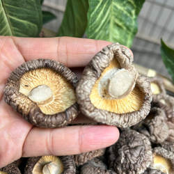 新货漳平香菇剪脚头茬厚菇250g500g精品冬菇福建农家特产