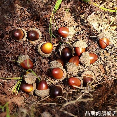 森系橡子干果大橡果圆橡果装饰手工干花挂件幼儿园环创小摆件