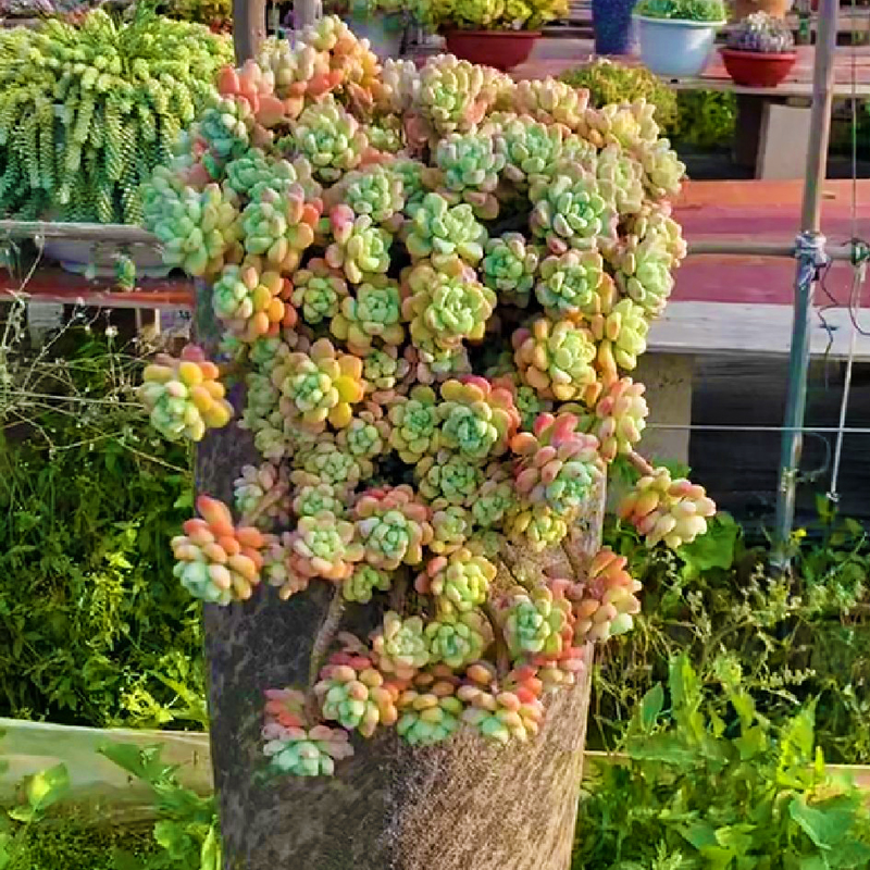 多肉植物劳尔群生带香味绿植园艺花组合盆栽新款稀有贵货四季萌肉
