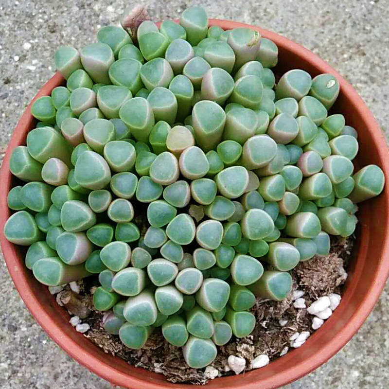 五十铃玉大群多肉植物绿植室内盆栽吸甲醛创意园艺云南新款萌肉肉
