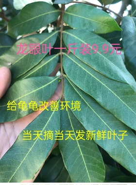 特产叶子现摘新鲜菠萝树叶片做垫片龙眼叶专用改善水质鳄龟淡水龟