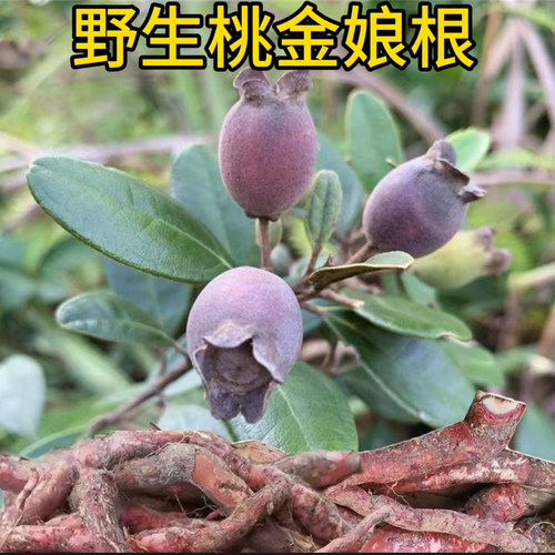桃金娘根 山捻子根 岗稔根 念子根乌当泥根药材鲜货500克包邮