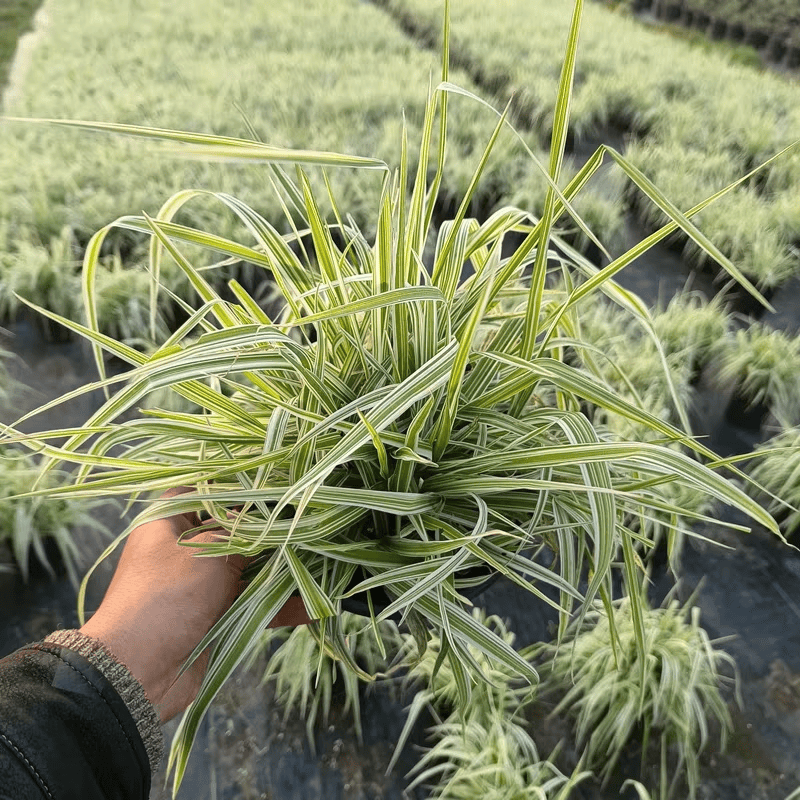 花叶芦竹玉带草盆栽庭院阳台耐寒地栽多年生宿根花镜植物观叶草花