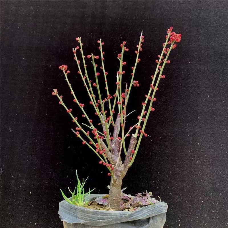 红梅梅花老桩浓香型绿植四季耐寒盆栽庭院绿梅原生易成活花卉绿植