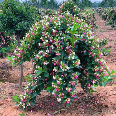 锦带苗五彩锦带红王子锦带树状丛生室内阳台庭院花期长耐寒性植物