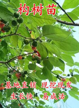 构树小苗绿化造林兼喂猪牛羊