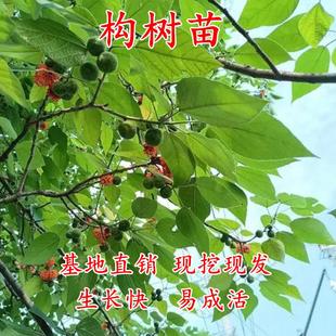 构树苗树苗枝行道树木构树小苗绿化造林饲养猪牛羊吃饲料构树叶