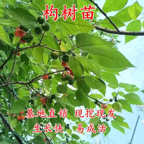 构树小苗绿化造林兼喂猪牛羊