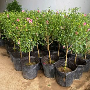 棒棒糖小木槿微草莓棒棒糖盆栽阳台庭院花园耐热花卉植物爆花机器