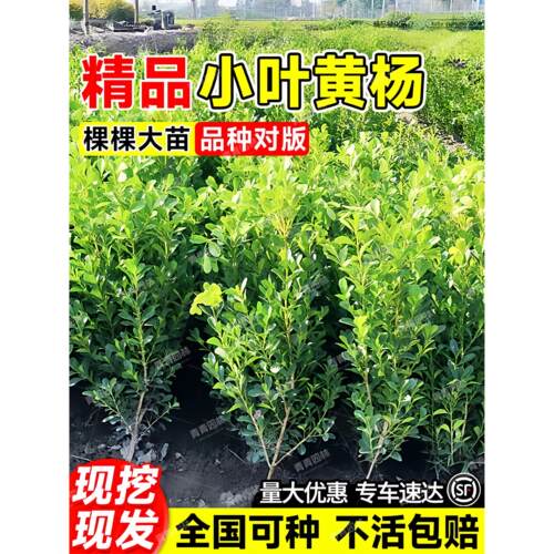小叶黄杨树苗瓜子北海道