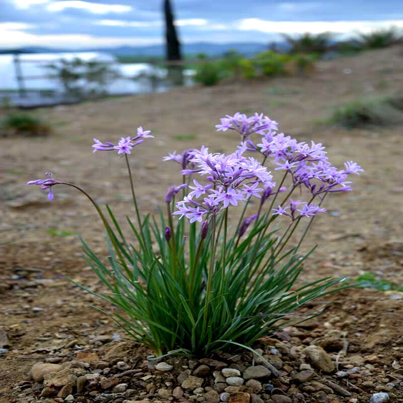 紫娇花花苗洋韭菜耐热耐寒阳台常绿花卉花期长庭院造景花境多年生