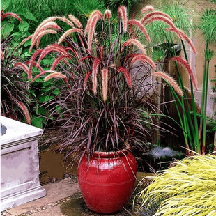 花境植物火焰狼尾草紫叶狼尾草多年生观叶植物护坡狗尾草盆栽地栽