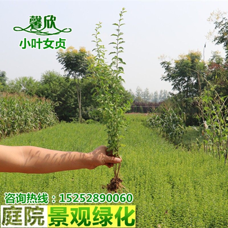 庭院绿化园林工程绿篱色块灌木小叶女贞小苗小叶水蜡树苗常绿耐旱