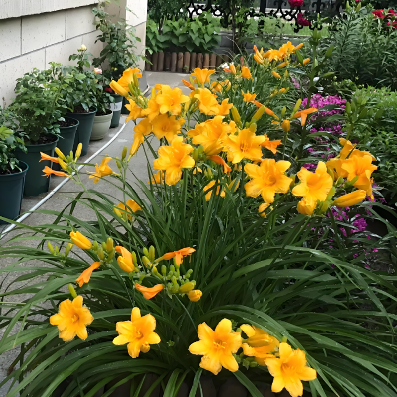 金娃娃萱草花苗宿根花卉庭院图片