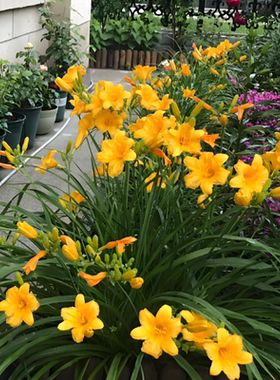 金娃娃萱草花苗宿根花卉庭院