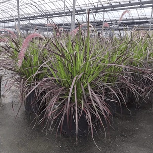 进口紫叶火焰狼尾草花境植物特大盆栽苗花镜花园多年生观叶绿植物