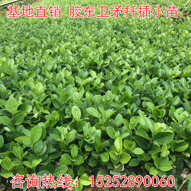 胶东卫矛小苗扦插秧苗圃种植色块灌木冬青扶芳藤卫毛床苗基地直销