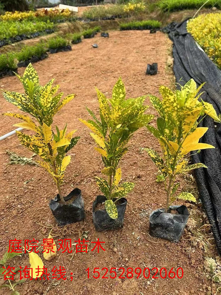 庭院别墅桃叶洒金珊瑚常绿色块树苗室外耐寒喜阴花卉彩叶植物包邮