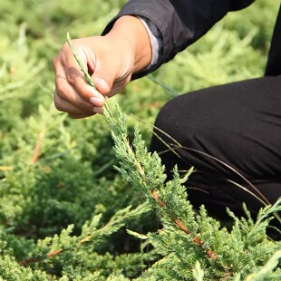 绿化苗木爬地柏矮桧匍地柏偃柏铺地松铺地龙地柏葡地柏匍匐小灌木